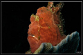   Giant frog fish. Deep Six Similan Islands fish  